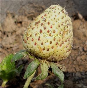  Fruit